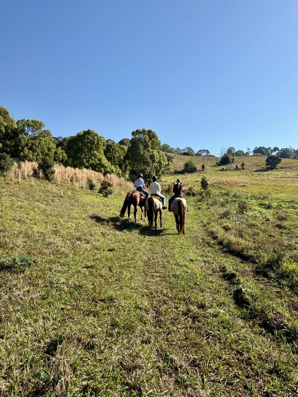 Riders on a grassy hillside trail